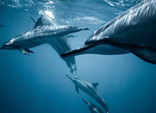 易建联19-20赛季扣篮集锦，86记扣篮劲爆十足